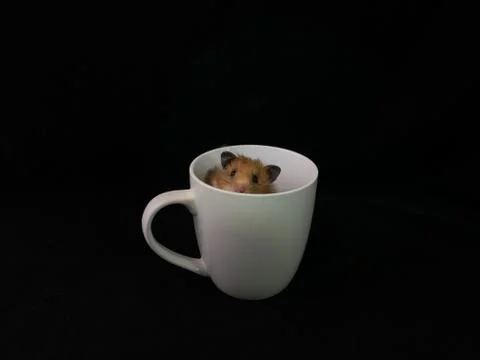 Fluffy hamster in a white cup, on a black background. The rodent is sitting i Stock Photos