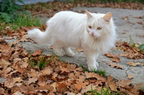 Fluffy handsome Stock Photos