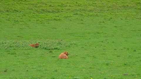 Fluffy Highland cows grazing on green alpine meadow at entrance of Logar va.. Vídeos de archivo 341678490