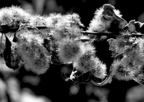 The fluffy jacket ready to take off in the early spring Sapporo Japan 写真素材
