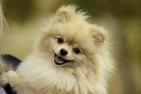 Fluffy Joy Foto stock