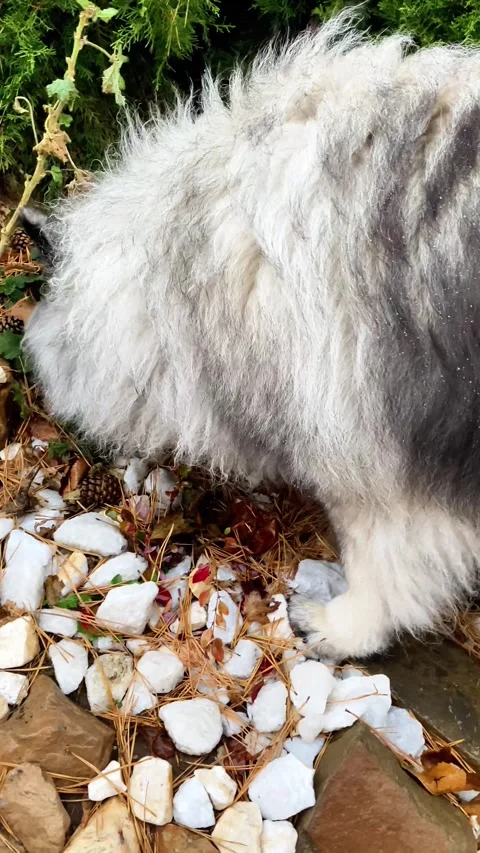 Fluffy Keeshond dog eats young shoots of grass on the ground Stock Footage 296690180