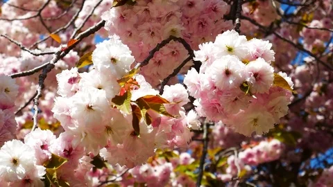 Fluffy king cherry blossom: Stockbeeldmateriaal 80149272