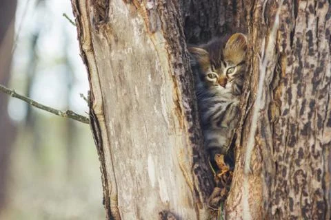 Fluffy kitten alone in the hollow of a tree in summer Stock Photos