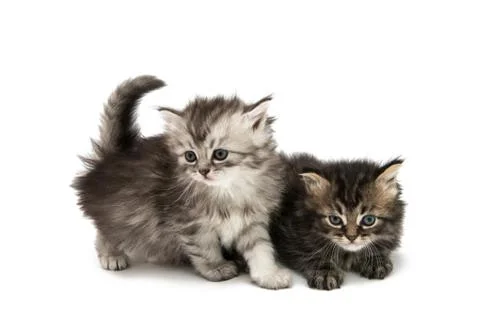 Fluffy kitten Stock Photos