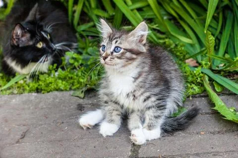 Fluffy kitten playing on the grass. Stock Photos