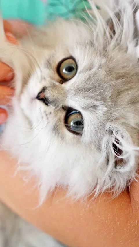 A fluffy kitten resting in arms, showcasing its playful nature and striking blue Stock Footage 315436685