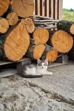 A fluffy kitten is resting next to a stack of firewood in a rural barn. Stock Photos