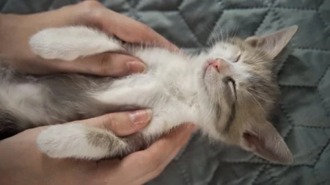 Fluffy kitten sleeps on the bed lying on its back. Women's hands gently stroke Video stock 159001116