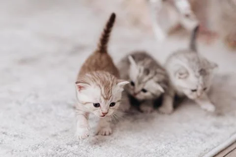 Fluffy kittens of the British breed Stock Photos