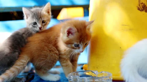 Fluffy kittens Stock Footage 38039295
