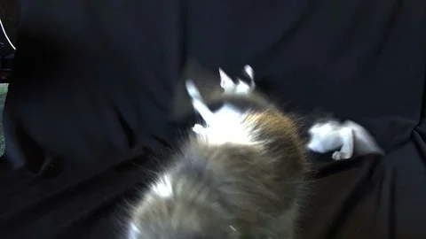 Fluffy kittens playing Stock Footage 77803893