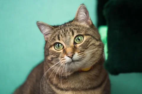 Fluffy kitty looking at camera on green background, front view. Cute young short Stock-Fotos
