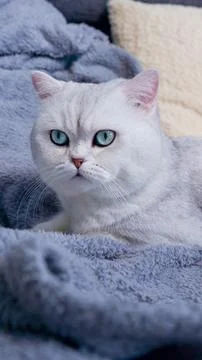 Fluffy kitty looking at camera on green background, front view. Cute young short Stock-Fotos