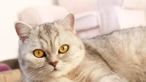 Fluffy kitty looking at camera on pink background, front view. Cute young sho Stock Photos