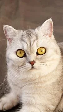 Fluffy kitty looking at camera on pink background, front view. Cute young sho Stock Photos