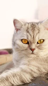 Fluffy kitty looking at camera on pink background, front view. Cute young s.. Stock Photos