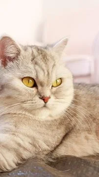 Fluffy kitty looking at camera on pink background, front view. Cute young s.. Stock Photos