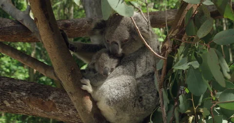Fluffy koala in tree Stock Footage 159520210