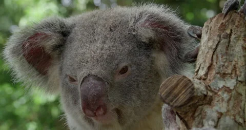 Fluffy koala in tree Stock Footage 159522198