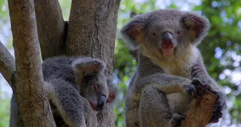 Fluffy koala in tree Stock Footage
