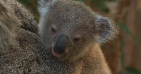Fluffy koala in tree Stock Footage 159522504
