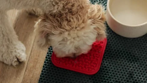 Fluffy labradoodle carefully licks soft food from textured silicone feeding.. Stock Footage 319825997