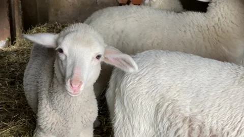 Fluffy lamb looks curiously at camera and chews hay Stock Footage 182863855
