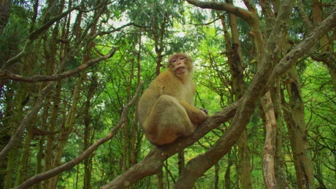 A fluffy large monkey in its natural habitat. Stock Footage 310755105