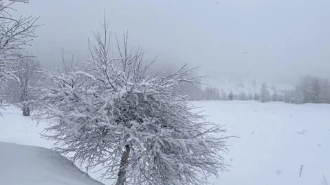 Fluffy large snowflakes slowly fall from the sky and settle on a small tree. Video stock 238481528