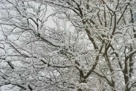 Fluffy layer of snow on tree branches in winter Stock-Fotos