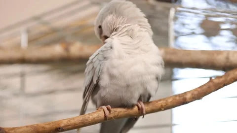 Fluffy light blue quaker parrot (monk parakeet) cleans itself while sitting on Stock Footage 138327675