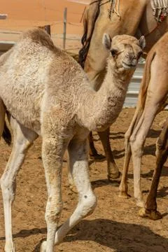 A fluffy, light camel calf stands among adult dromedaries in a sandy pen Stock Photos