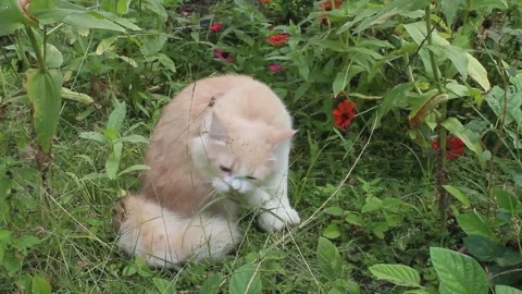 A fluffy, light-colored cat is sitting in a grassy area Stock Footage 280850168