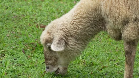 A fluffy, light-colored sheep is shown in a close-up. Stock Footage 327406051