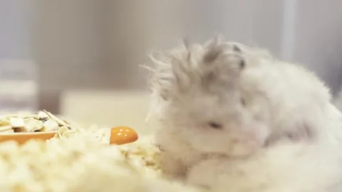A fluffy light gray hamster cleans its face while sitting on soft wood shav.. 스톡 동영상 331629166