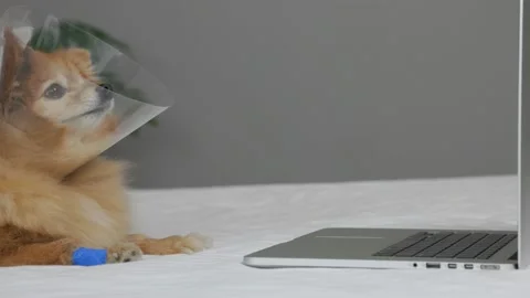 Fluffy little dog in collar after surgery with bandaged paw looks at a laptop Stock Footage 211721908