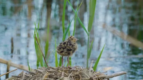 Fluffy Little Gull or Wader Chick in Nest by Ros River, Ukraine Stock Footage 326375273