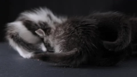 Fluffy little kitten eats food. A cute pet ate pate from a bowl. Stock Footage 233091404