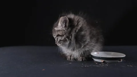 Fluffy little kitten eats food. A cute pet ate pate from a bowl. Stock Footage 233092011