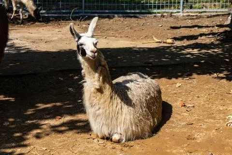 Fluffy llama lying down on sand at Chattogram Zoo Stock Photos