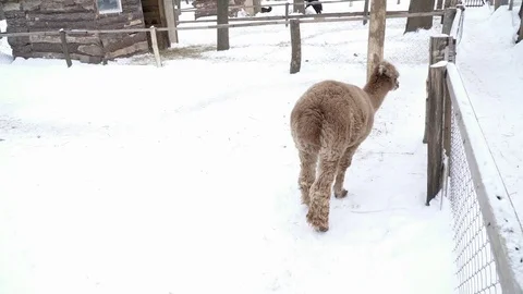 Fluffy llama walking on the snow Stock Footage 73330594