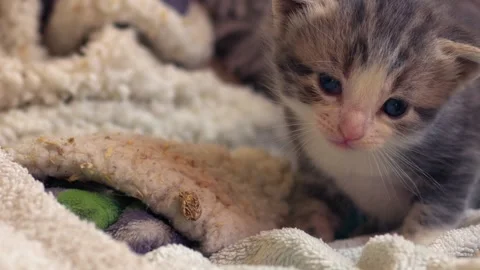 Fluffy long haired black cat in the hallway Video stock 291638586