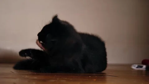 Fluffy long haired black cat playing with toy Stock Footage 296597475
