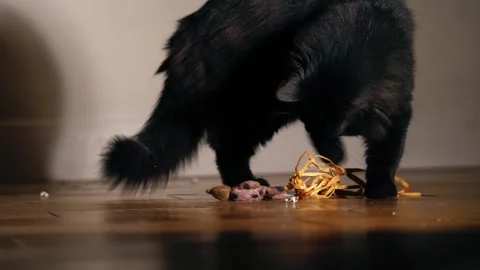 Fluffy long haired black cat playing with toy Stock Footage 296632971