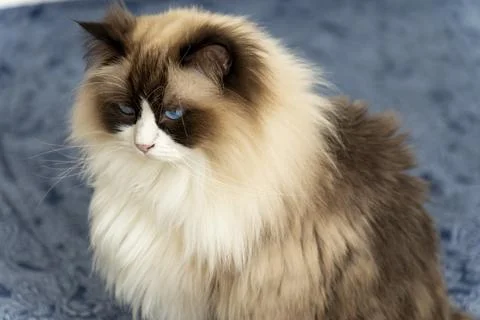 Fluffy Long-Haired Cat with Blue Eyes and Soft Fur Sitting on Blue Background Stock Photos