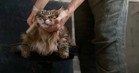 Fluffy long haired cat enjoying  grooming session, sitting calmly on a chair 库存影片 340283846
