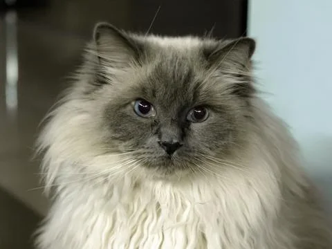 Fluffy long-haired cat portrait Stock Photos