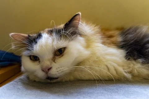 Fluffy Long-Haired Cat Resting Indoors in Warm Natural Light Stock Photos
