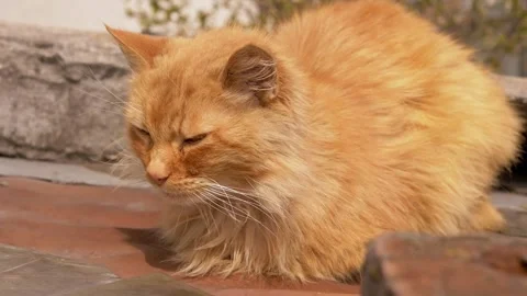 Fluffy Long-Haired Ginger Cat Squinting Under Bright Sunlight Outdoors Stock Footage 339068400